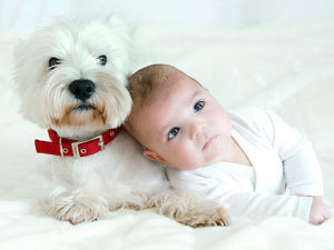 Living With Pets Keeping Your Baby Safe